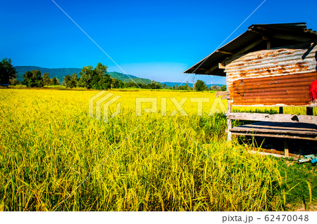 rice yellow gold in Thailand 62470048
