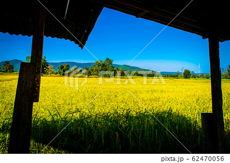 rice yellow gold in Thailand 62470056