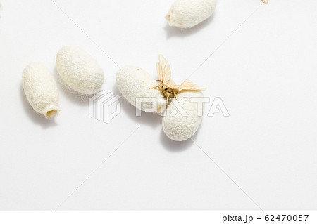 Silk Moth on Silk Cocoon 62470057