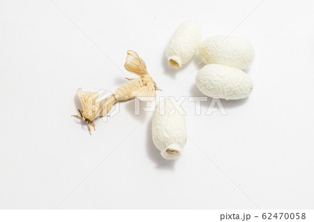 Silk Moth on Silk Cocoon Silk Moth on Silk Cocoon 62470058
