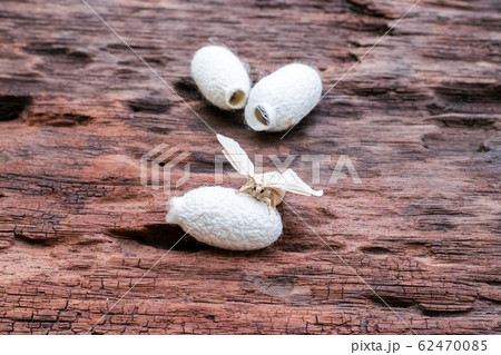 Silk Moth on Silk Cocoon Silk Moth on Silk Cocoon 62470085
