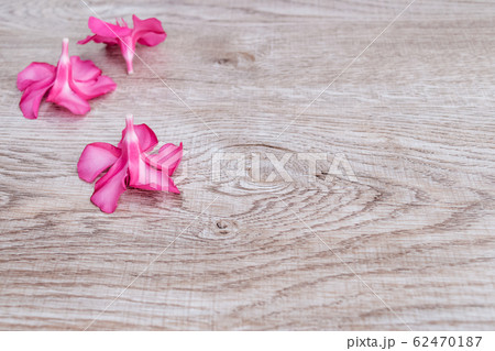 pink flowers 62470187