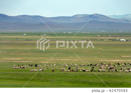 Mongolia landscape with yurts and herds Mongolia landscape with yurts and herds 62470583