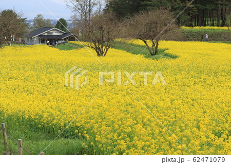 安曇野菜の花畑 62471079