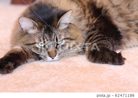 眠いネコ 眠いネコ 62471186