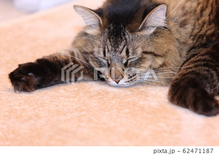 眠いネコ 眠いネコ 62471187