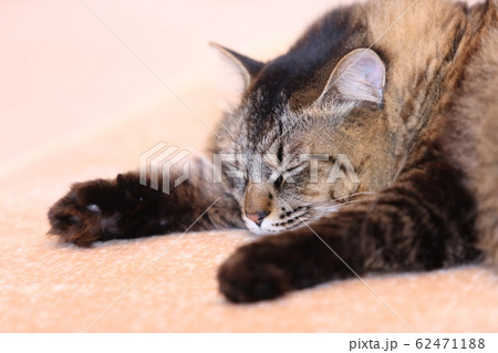 眠いネコ 眠いネコ 62471188