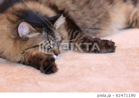 眠いネコ 眠いネコ 62471190