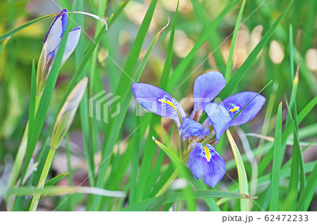 薄紫色のカンザキアヤメの花 62472233