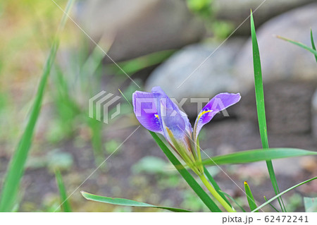 薄紫色のカンザキアヤメの花 62472241