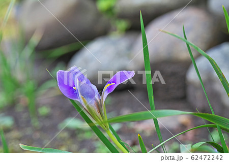薄紫色のカンザキアヤメの花 62472242