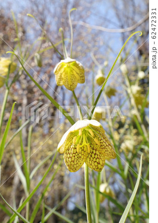 バイモソウ 62472331