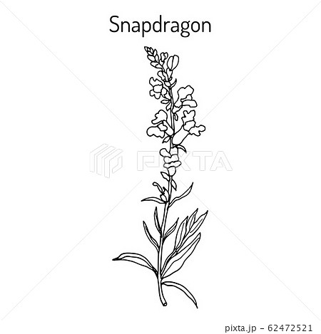 Snapdragon Antirrhinum Majus Or Dragon のイラスト素材