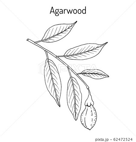 Agarwood or aloeswood Aquilaria agallocha , medicinal plant Agarwood or aloeswood Aquilaria agallocha , medicinal plant 62472524