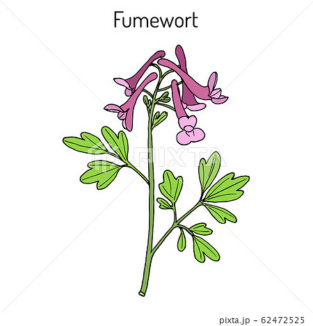 Fumewort Corydalis solida , medicinal plant 62472525