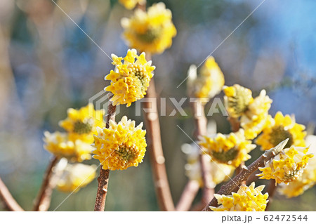 黄色いミツマタの花 62472544