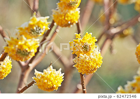 黄色いミツマタの花 62472546