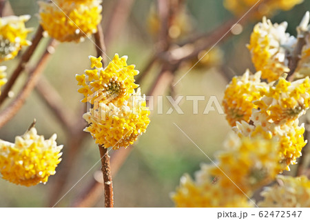 黄色いミツマタの花 62472547