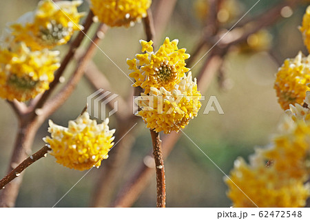 黄色いミツマタの花 62472548