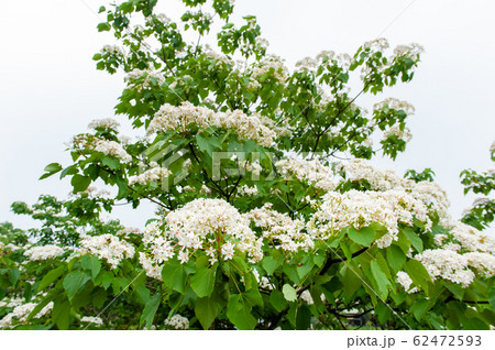 アブラギリ 花 フラワー 62472593