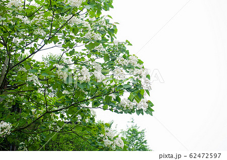 アブラギリ 花 フラワー 62472597