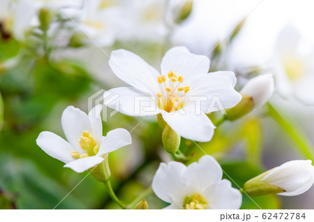 花 フラワー お花 62472784