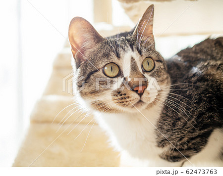 キャットタワーの前の猫 62473763