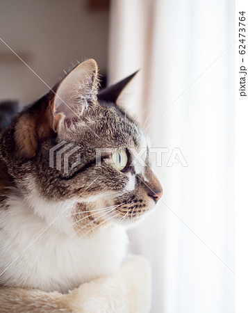 キャットタワーの上から外を眺める猫 62473764