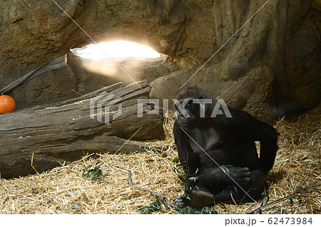 マイホーム 62473984