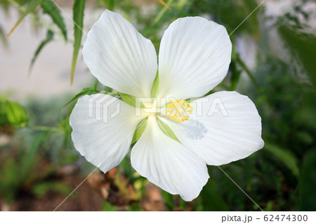 モミジアオイ モミジアオイ 62474300