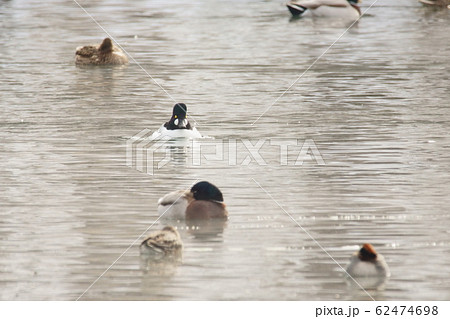 ホオジロガモ 62474698