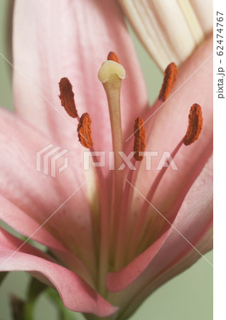Pink lily flower ower green 62474767