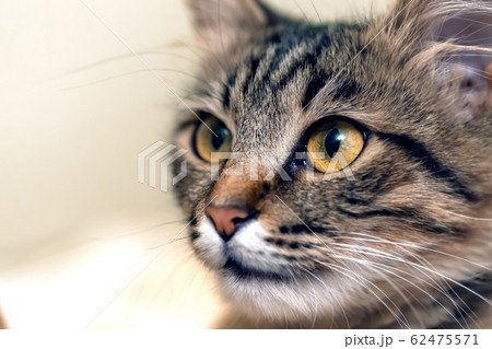 Cute tabby cat with yellow eyes and long whiskers. Close-up portrait of a beautiful cat Cute tabby cat with yellow eyes and long whiskers. Close-up portrait of a beautiful cat 62475571