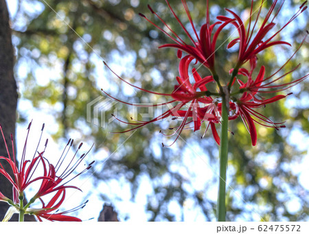 赤い彼岸花 62475572