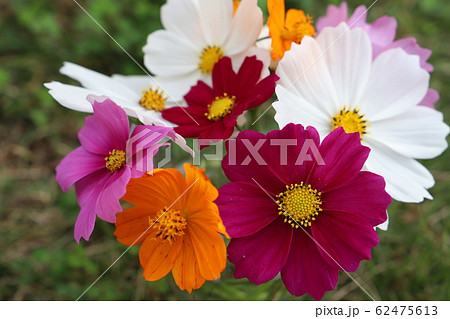 コスモスの花の写真素材