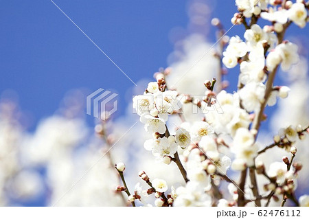 梅の花 偕楽園 茨城県水戸市の写真素材