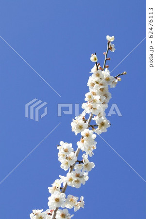 梅の花 偕楽園 茨城県水戸市の写真素材