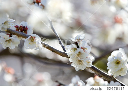 梅の花 偕楽園 茨城県水戸市の写真素材 梅の花 偕楽園 茨城県水戸市の写真素材