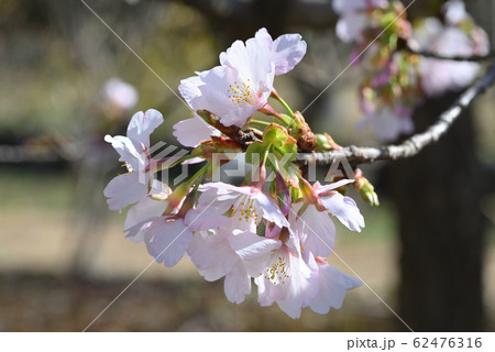 サクラ（玉縄桜） 62476316