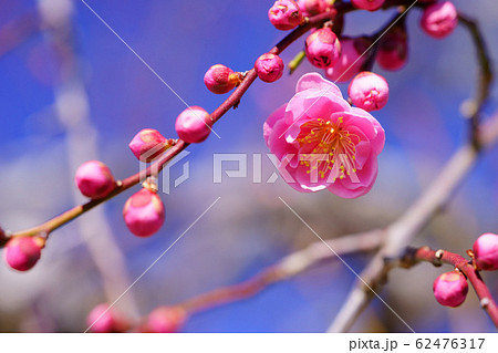 開花したしだれ梅ー３ 62476317