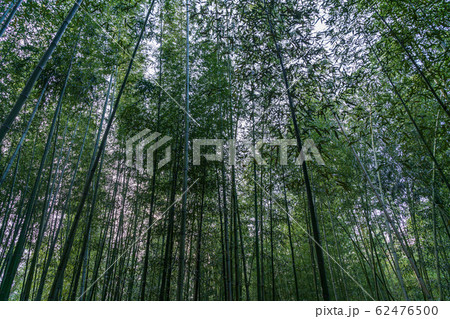 嵯峨野 竹林　京都市右京区 62476500
