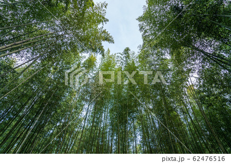 嵯峨野 竹林　京都市右京区 62476516