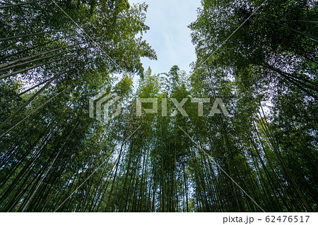 嵯峨野 竹林　京都市右京区 62476517