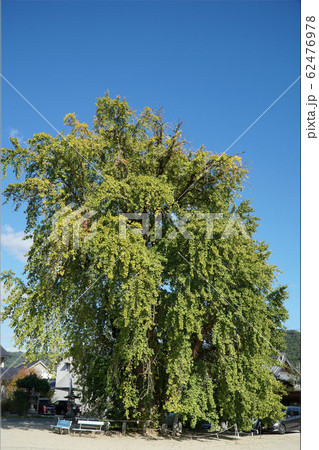 【備後国一宮】吉備津神社の大銀杏1 広島県福山市 【備後国一宮】吉備津神社の大銀杏1 広島県福山市 62476978