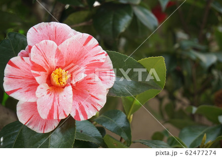 つばき 62477274