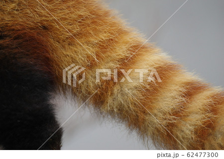 可愛いしっぽ レッサーパンダの写真素材