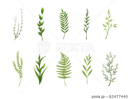 Collection of green leaves. 62477440