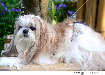Cute  Shih Tzu dog with long groomed  hair in the 62477563