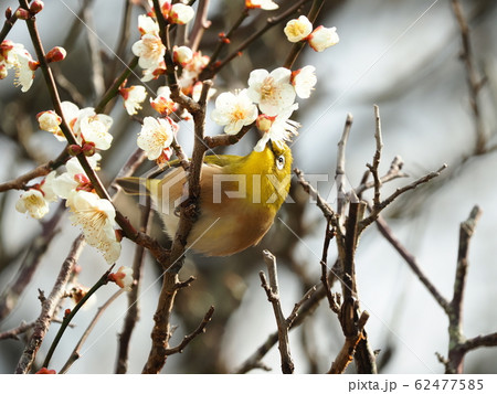 めじろ・椿寒桜 めじろ・椿寒桜 62477585