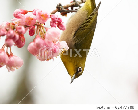 めじろ・椿寒桜 62477589